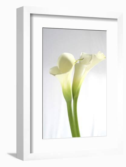 Calla Lily-Anna Miller-Framed Photographic Print