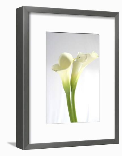 Calla Lily-Anna Miller-Framed Photographic Print