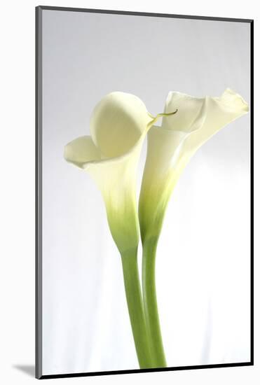 Calla Lily-Anna Miller-Mounted Photographic Print