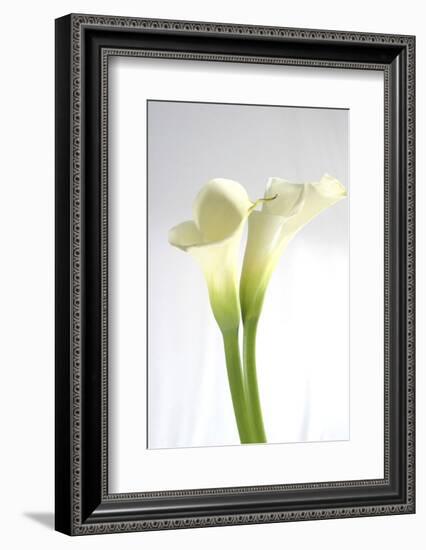 Calla Lily-Anna Miller-Framed Photographic Print