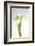 Calla Lily-Anna Miller-Framed Photographic Print