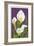 Calla Lily-Lantern Press-Framed Art Print