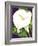 Calla Lily-David Chestnutt-Framed Giclee Print