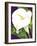 Calla Lily-David Chestnutt-Framed Giclee Print