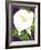 Calla Lily-David Chestnutt-Framed Giclee Print