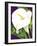 Calla Lily-David Chestnutt-Framed Giclee Print