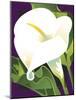 Calla Lily-David Chestnutt-Mounted Giclee Print