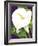 Calla Lily-David Chestnutt-Framed Giclee Print