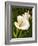 Calla Lily-Vessela G.-Framed Giclee Print