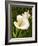 Calla Lily-Vessela G.-Framed Giclee Print