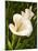 Calla Lily-Vessela G.-Mounted Giclee Print