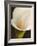 Calla moderna II-Serena Biffi-Framed Art Print