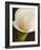 Calla moderna II-Serena Biffi-Framed Art Print