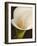 Calla moderna II-Serena Biffi-Framed Art Print