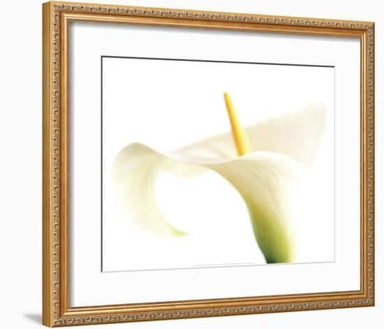 Calla on White-Den Reader-Framed Art Print