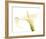 Calla on White-Den Reader-Framed Art Print