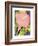 Calla Pink-David Chestnutt-Framed Giclee Print