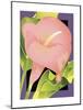 Calla Pink-David Chestnutt-Mounted Giclee Print