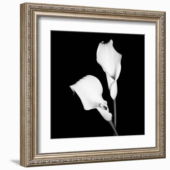 Calla Portrait I-Jeff Maihara-Framed Art Print