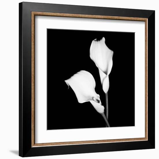 Calla Portrait I-Jeff Maihara-Framed Art Print