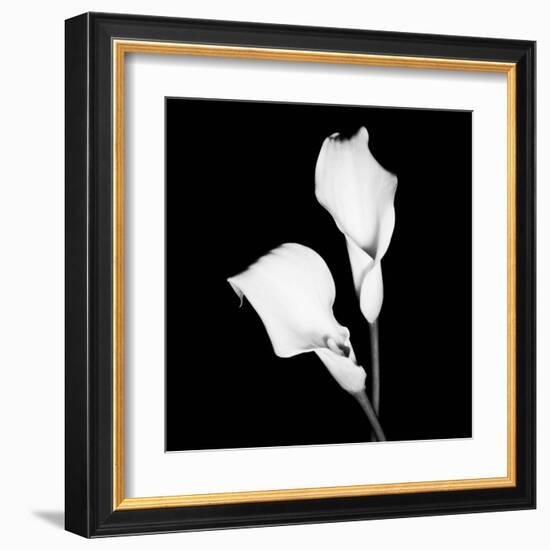 Calla Portrait I-Jeff Maihara-Framed Art Print