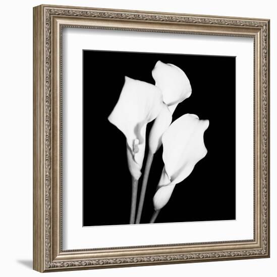 Calla Portrait II-Jeff Maihara-Framed Art Print