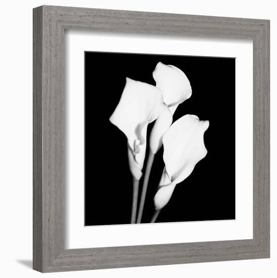 Calla Portrait II-Jeff Maihara-Framed Art Print