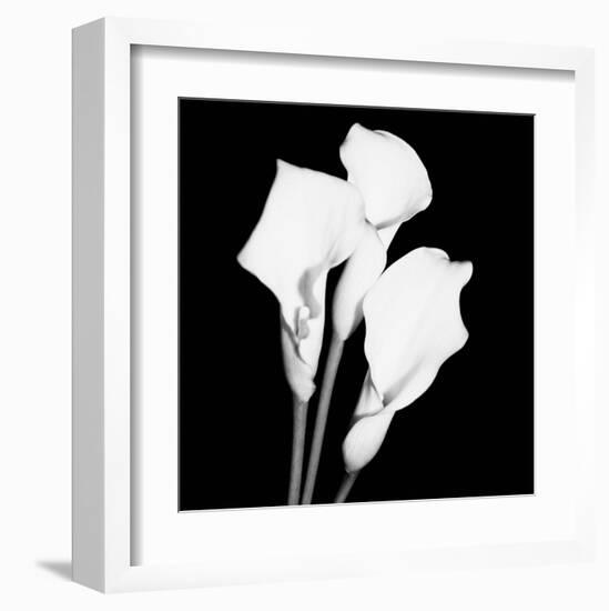 Calla Portrait II-Jeff Maihara-Framed Art Print