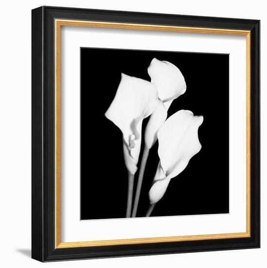 Calla Portrait II-Jeff Maihara-Framed Art Print