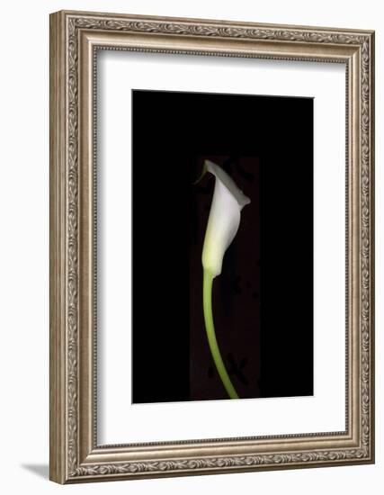 Calla Study-Anna Miller-Framed Photographic Print