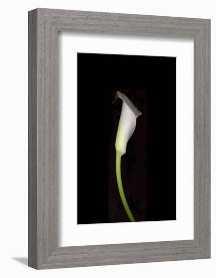 Calla Study-Anna Miller-Framed Photographic Print