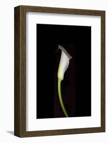 Calla Study-Anna Miller-Framed Photographic Print