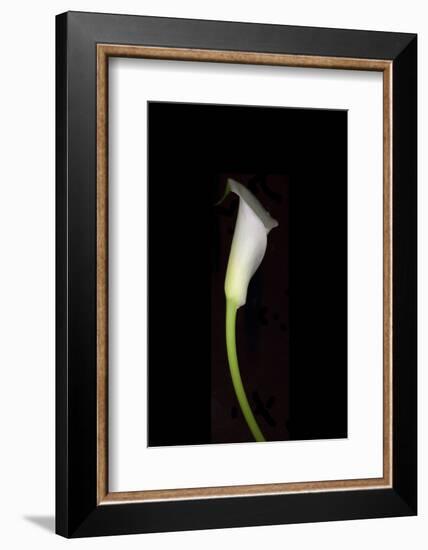 Calla Study-Anna Miller-Framed Photographic Print