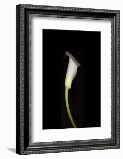 Calla Study-Anna Miller-Framed Photographic Print