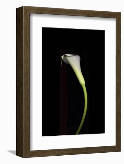 Calla Study-Anna Miller-Framed Photographic Print