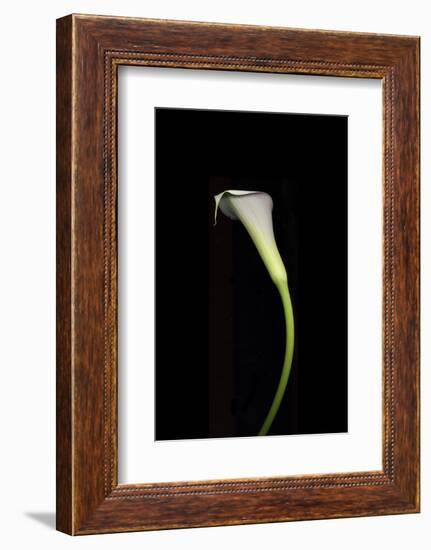 Calla Study-Anna Miller-Framed Photographic Print