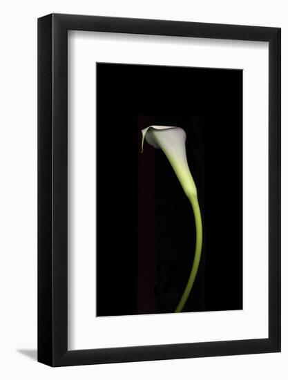 Calla Study-Anna Miller-Framed Photographic Print