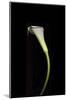 Calla Study-Anna Miller-Mounted Photographic Print