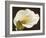 Calla-Serena Biffi-Framed Art Print