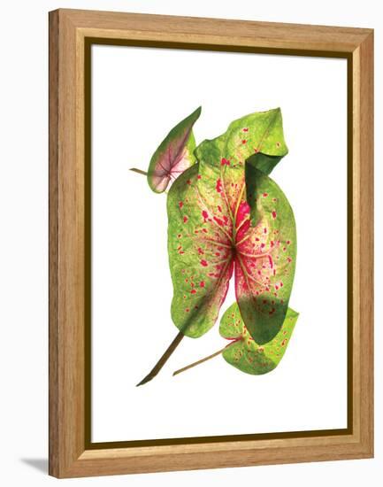 Calladium Float-Julia McLemore-Framed Stretched Canvas