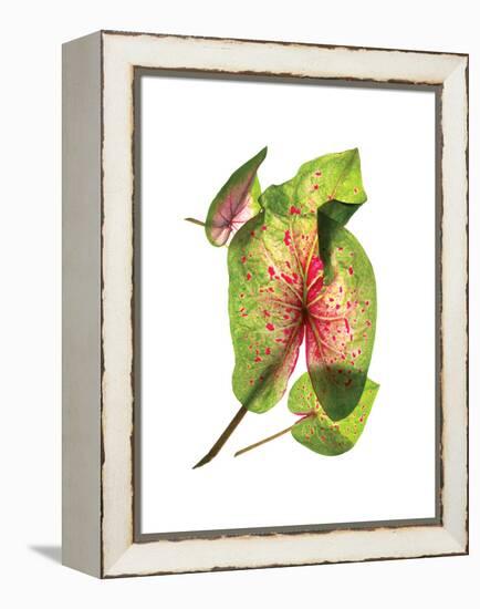 Calladium Float-Julia McLemore-Framed Stretched Canvas