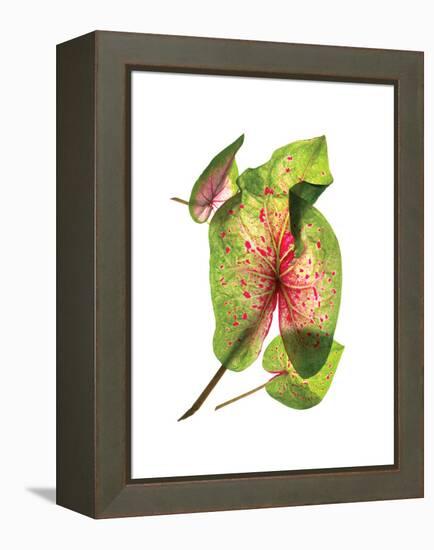 Calladium Float-Julia McLemore-Framed Stretched Canvas