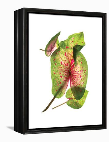 Calladium Float-Julia McLemore-Framed Stretched Canvas