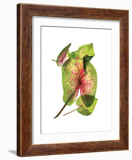 Calladium Float-Julia McLemore-Framed Art Print