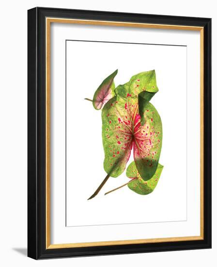 Calladium Float-Julia McLemore-Framed Art Print