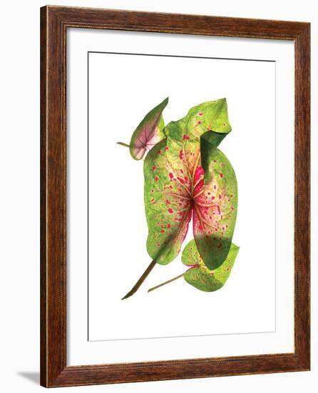 Calladium Float-Julia McLemore-Framed Art Print