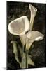 Callas I-John Seba-Mounted Art Print