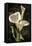 Callas I-John Seba-Framed Stretched Canvas