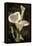 Callas I-John Seba-Framed Stretched Canvas