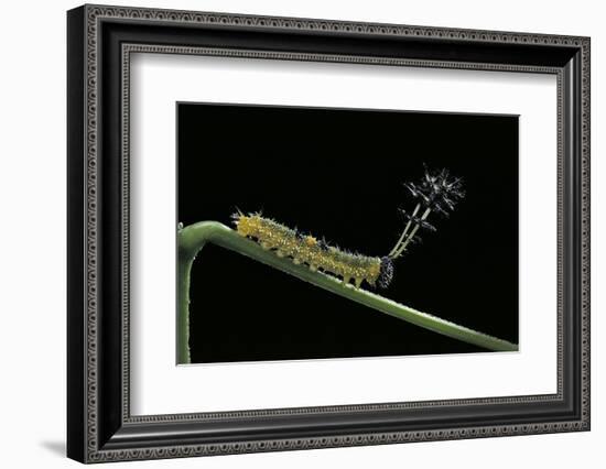 Callicore Cynosura Amazona (Bd Butterfly, Cynosura Eighty-Eight) - Caterpillar with its Barded Spik-Paul Starosta-Framed Photographic Print